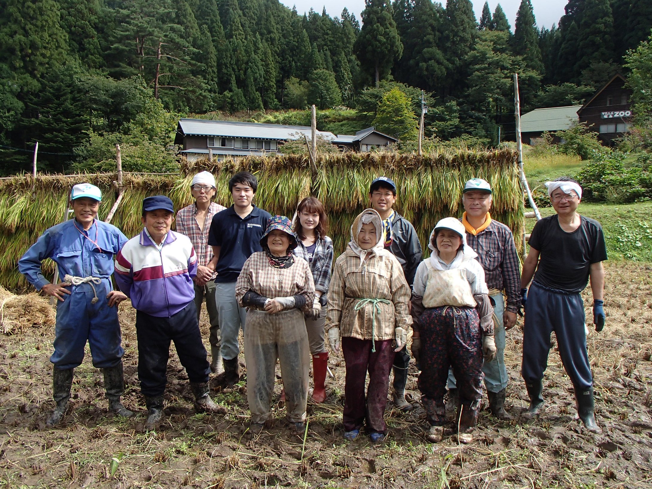 自然栽培米の稲刈り・稲架立て