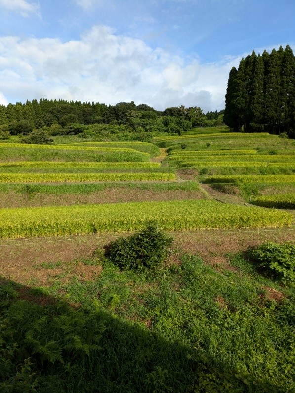 【棚田から富山湾と立山連峰が一望できる！】農業体験を通じ、富山の素晴らしさを感じてみませんか！