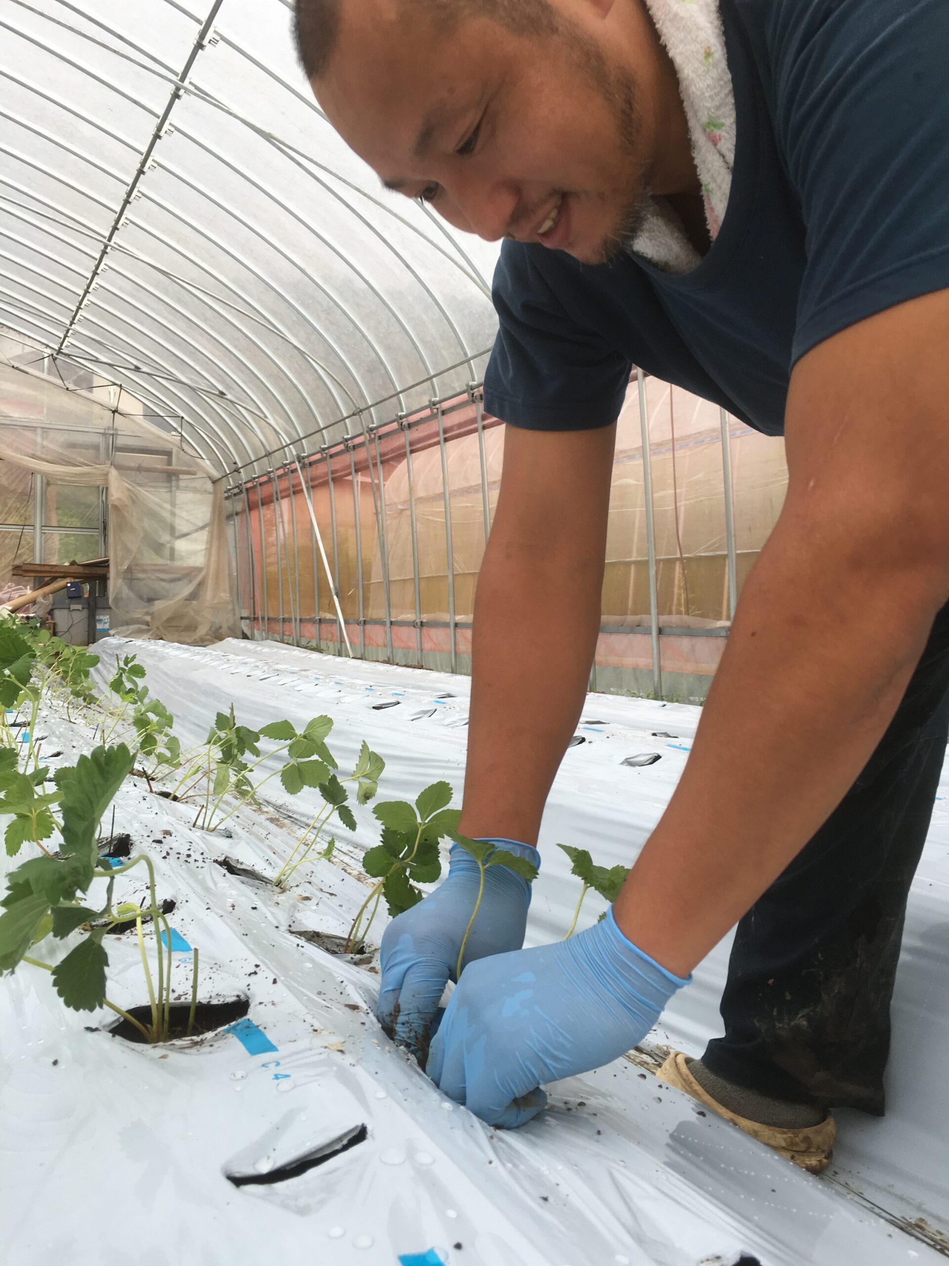 【海まで歩いて10分！】イチゴの栽培ハウス建築・イチゴの定植のお手伝いしてみませんか？