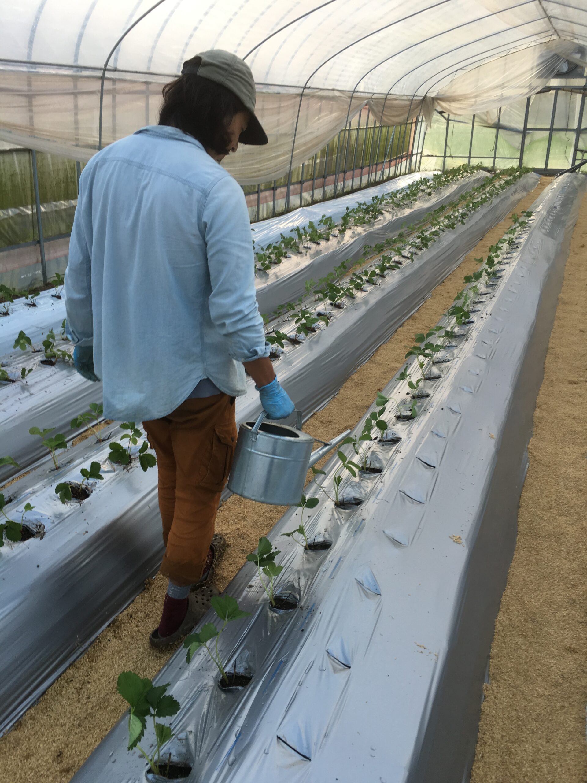 【海まで歩いて10分！】イチゴの栽培ハウス建築・イチゴの定植のお手伝いしてみませんか？