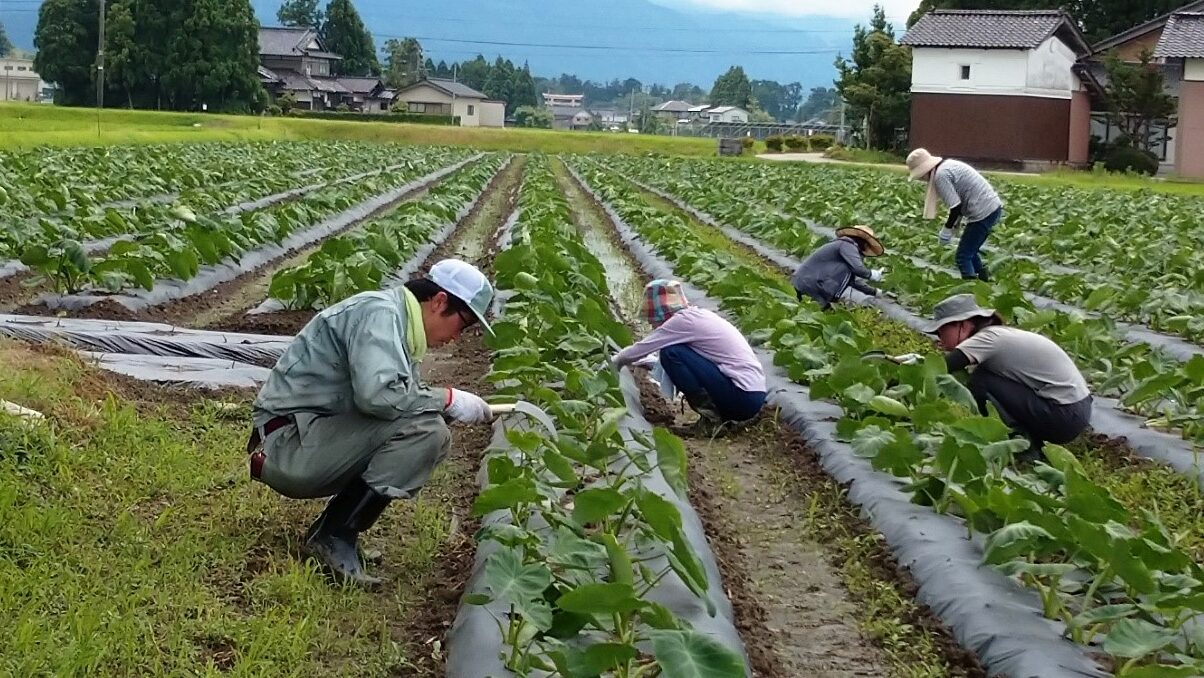 【漫画「美味しんぼ」で取り上げられた、世界一美味しい里芋の収穫が出来る！】農業体験を通じ、富山の素晴らしさを感じてみませんか！