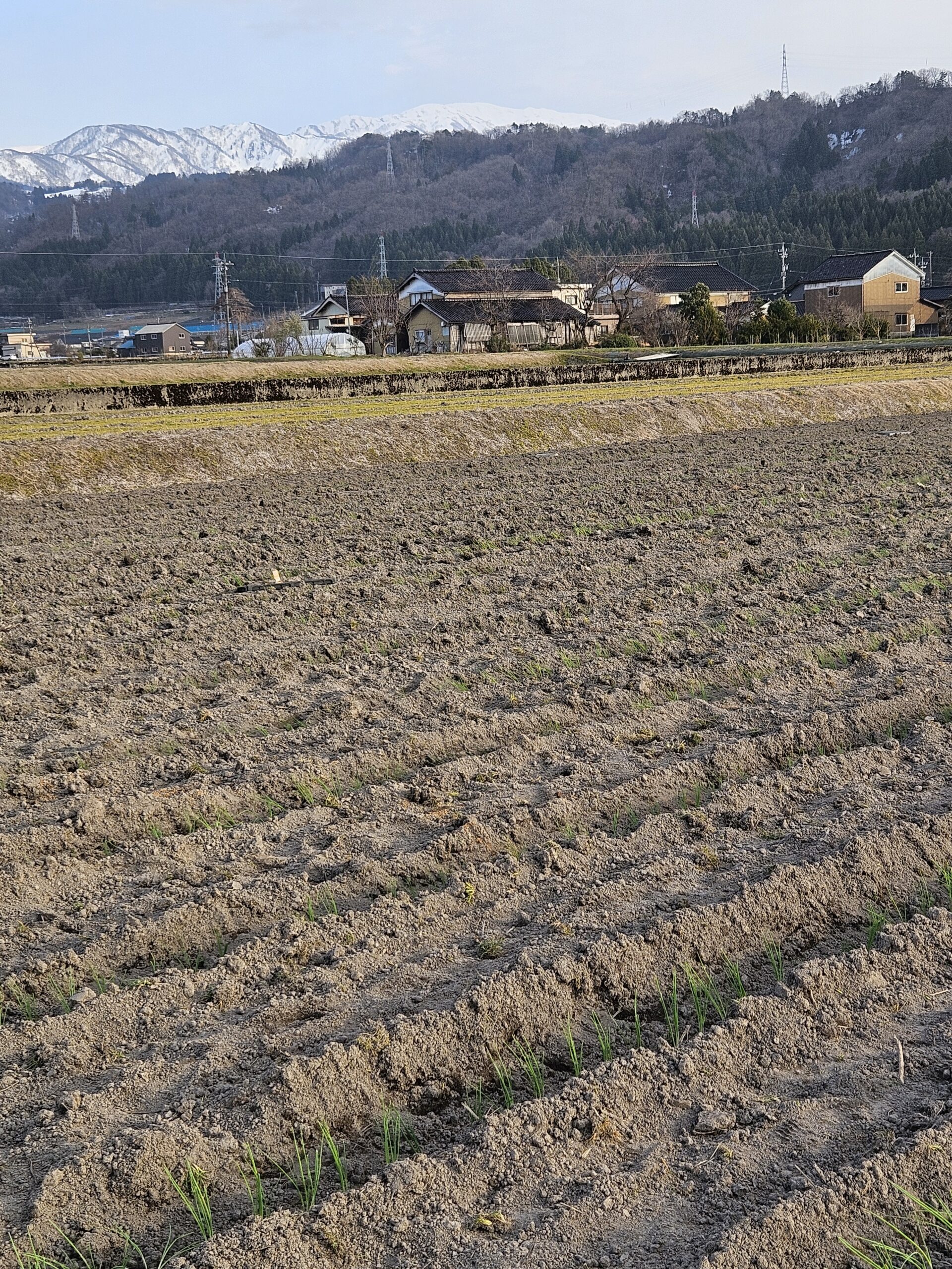 【受付募集中】有機肥料を使ってネギを栽培してます！