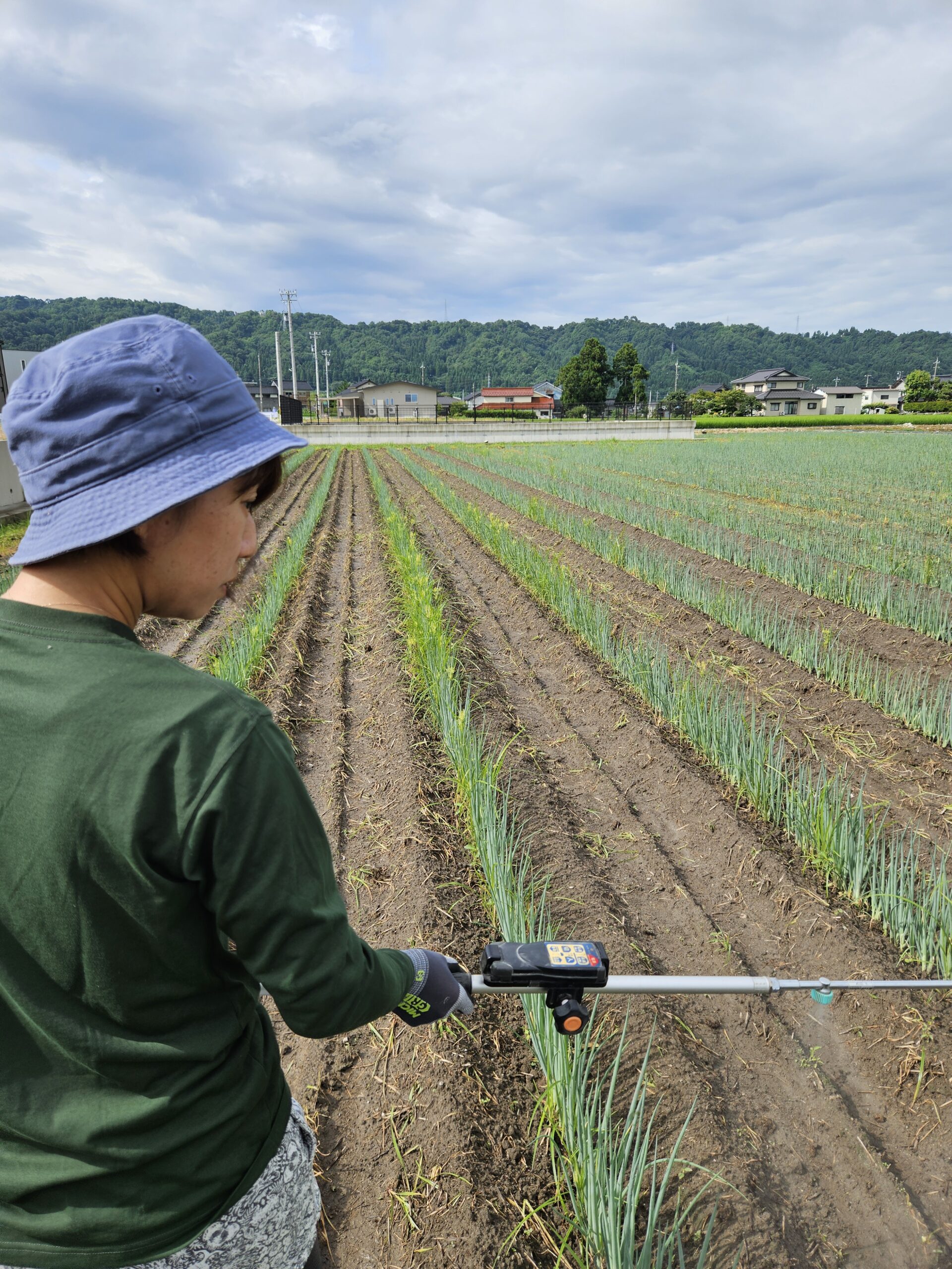 【受付募集中】有機肥料を使ってネギを栽培してます！