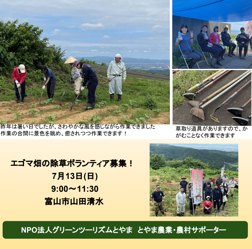 【とやま農業・農村サポーター】ボランティア募集 <br>7月13日(日)富山市山田清水　エゴマ畑の除草