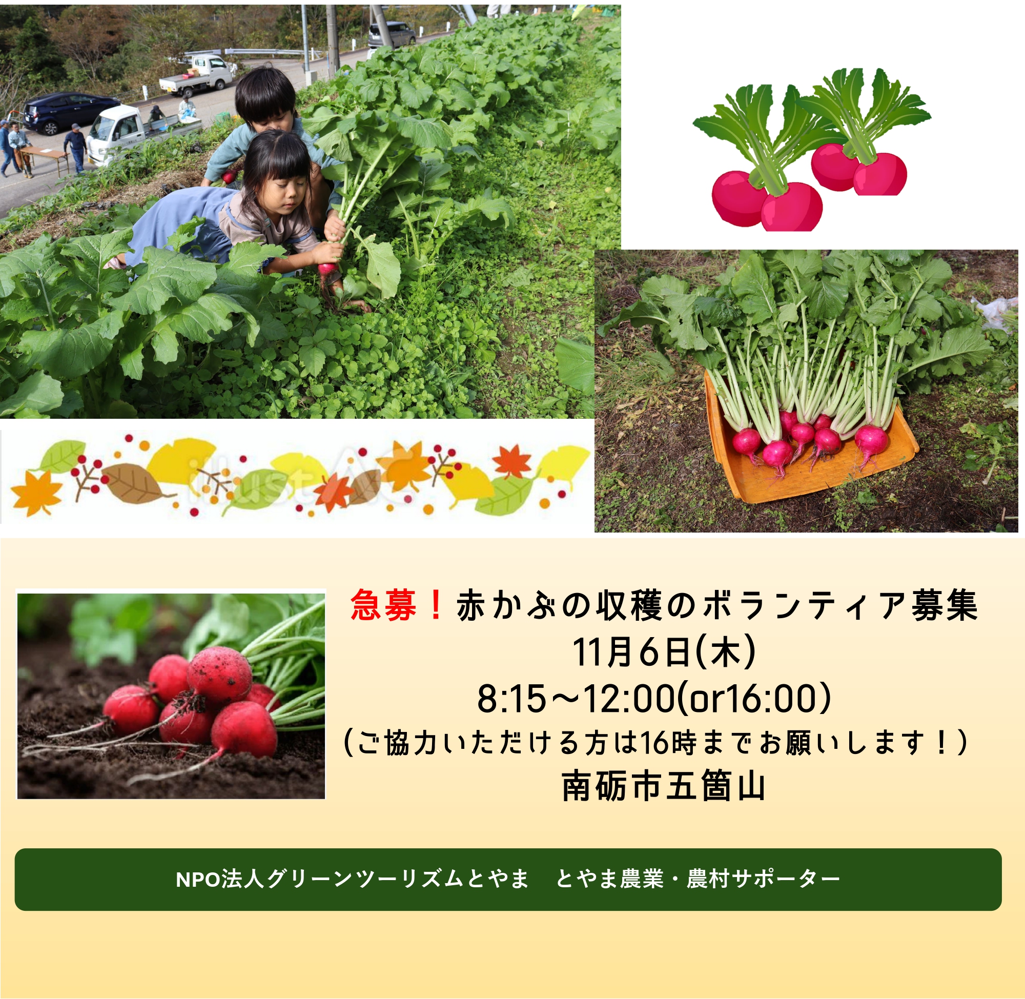 【とやま農業・農村サポーター】ボランティア募集<br>急募！11月6日(木)『赤かぶ収穫』in南砺市五箇山